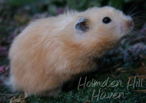 Amber- Black Eyed Cream Black Longhaired Syrian Hamster